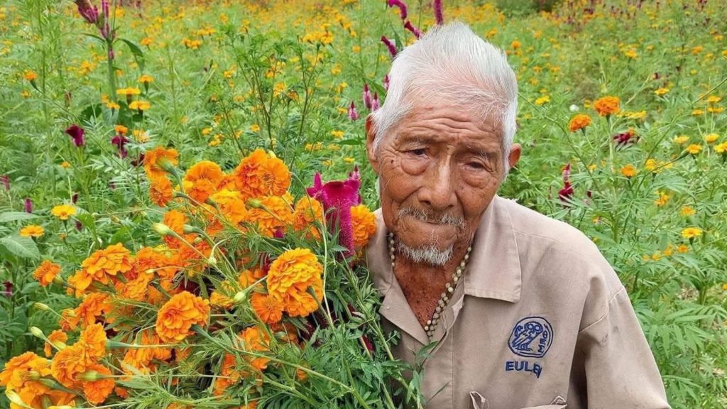 La inseguridad ahoga al cempasúchil en Tixtla: Precio cae 70% por ausencia de&nbsp;compradores