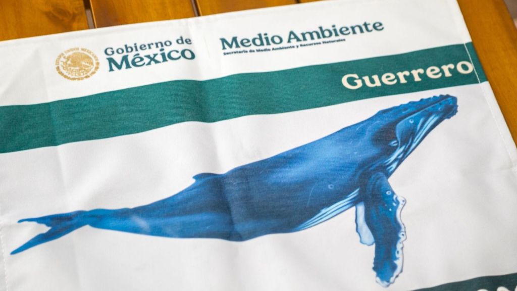 Temporada de ballenas jorobadas Guerrero 2025-2026: Inician los&nbsp;avistamientos