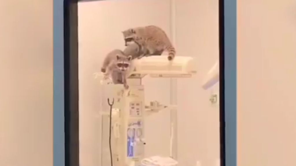 Captan a mapaches dentro de quirófanos del nuevo hospital ISSSTE en&nbsp;Acapulco