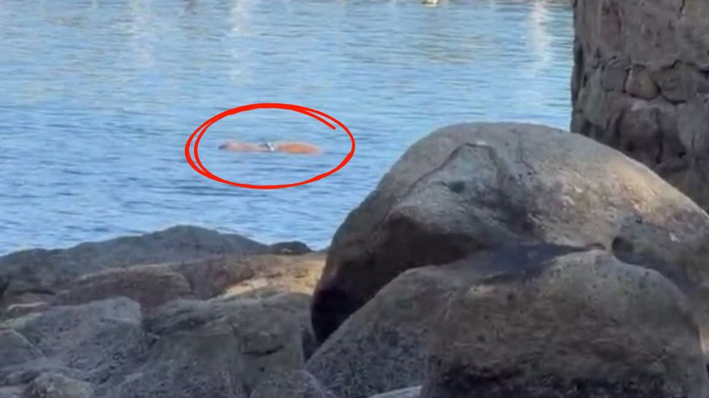 Se ahoga mujer turista en Playa Manzanillo de&nbsp;Acapulco